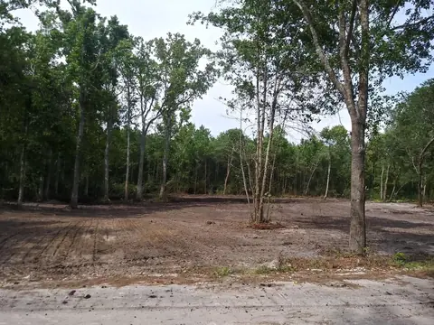 Selective clearing — undergrowth out, mature trees left standing — Coastal Clearing & Debris, Brunswick County NC